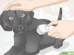 A second person can help to keep your dog calm throughout. 3 Ways To Groom A Difficult Dog Wikihow