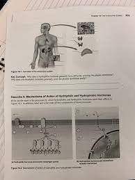 Solved 309 Chapter 16 The Endocrine System 04 Figure 16 1 Chegg Com