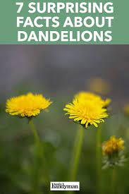 Pin On Landscaping Tips