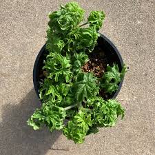 Image result for Pelargonium graveolens