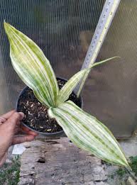 Image result for Sansevieria scimitariformis