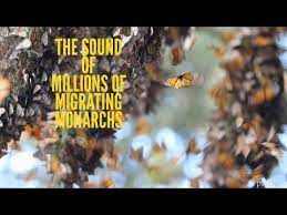 The Sound Of Millions Of Monarch Butterflies Youtube Monarch Butterfly Monarch Sound