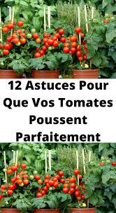 12 Astuces Pour Que Vos Tomates Poussent Parfaitement En 2020 Jardin Potager Potager Facile Jardinage En Pots
