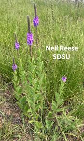 Image result for Verbenaceae