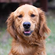 Skyriver retrivers offers quality field bred golden retriever puppies with drive, intelligence, and style. Golden Retriever Rescues In South Carolina Adopt A Golden Near You Golden Hearts