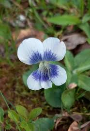 Image result for Pycnostachys reticulata