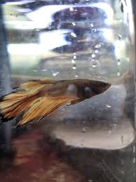 G wrote, do neon tetras make good tank mates for male bettas? Neon Tetras Nipping Fins Betta Fish Forum