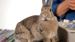 Female rabbits make better indoor pets. Rabbits As Pets Living With A Companion Rabbit