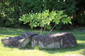 Fatsia Japonica Ou Aralia Culture Entretien