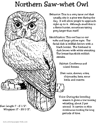 Owls have binocular vision, their large eyes are fixed in their sockets, as with other birds, and they must turn their entire head to change views. Northern Saw Whet Owl Color Page
