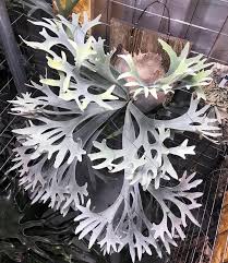Image result for Platycerium
