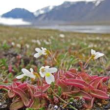 Image result for Mimulopsis alpina