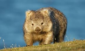 Selain Koala Dan Kanguru Ini 7 Satwa Gemas Khas Australia Lainnya