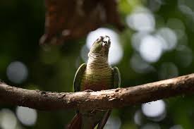 A Complete Guide To The Turquoise Green Cheek Conure Breed - The Pets  Nutrition