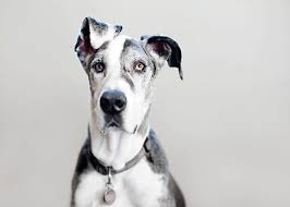 If you still want a purebred great dane, but. Pet Photography Minneapolis Pet Photographer Dog Photograph Animal Photography Great Dane Dogs