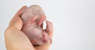 Rarely, breeders take care of. Caring For Newborn Rabbits Rabbitpedia Com