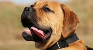 Găsim în aceste animale de companie atât prieteni de joacă. Cele Mai Frumoase Rase De Caini Din Lume Aflati Ro