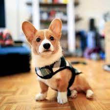 Find the perfect pembroke welsh corgi puppy for sale in tennessee, tn at puppyfind.com. You Said Walkies Puppies Dogs Pets Puppy Dog Cute Love Pug Pugs Dog Tumblr Corgi Corgi Dog