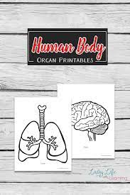 Body parts for kids coloring pages are a fun way for kids of all ages to develop creativity, focus, motor skills and color recognition. Human Body Organs Printable Coloring Pages