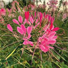 Image result for Cleome stricta