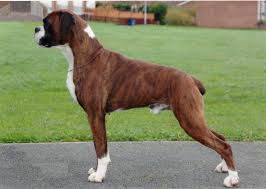 Brown And White Boxer Dog Boxer Dogs Boxer Dog Breed Dog Breeds