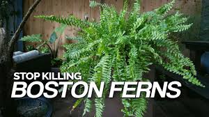 Timeless and worldly, the boston fern is a classic plant that is perfect for front porches, sunrooms. Stop Killing Your Boston Ferns Full Care Guide Youtube