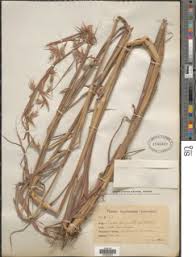 Image result for Hyparrhenia tamba