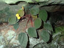 Image result for Begonia scutifolia