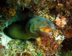 We Live In A Beautiful World Added 349 We Live In A Beautiful World Moray Eel Underwater World Underwater