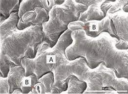 The outer walls of epidermal cells have a layer called cuticle. Types Of Plant Tissues Read User Generated Content Ck 12 Foundation
