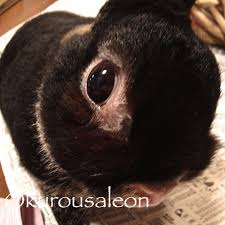 「ニオウシメジ」の画像検索結果