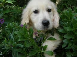 We are passionate breeders of akc registered and ofa/health certified english labrador retriever puppies for sale in wheeler michigan. English Retrievers Of Michigan Rujan S English Creme Golden