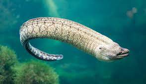 How Many Species Of Eel Are There Moray Eel Types Of Eels Animals