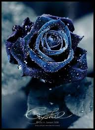 Real Black And Blue Flowers Blue Rose My Favorite Flower Beautiful Flowers Rose Pictures Beautiful Roses