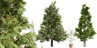 Image result for Grevillea robusta