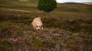 Image result for slovenský ohař hrubosrstý