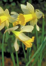Heirloom Daffodil Bulbs Daffodil Bulbs Daffodils Sun Loving Plants