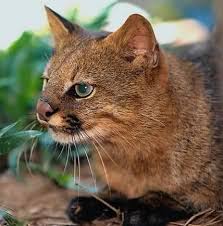 There are six main variations, but all have two dark lines on each cheek and a pink nose. 15 Pampas Cat Colocolo Ideas Wild Cats Small Wild Cats Cats