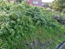 Image result for Buddleja dysophylla