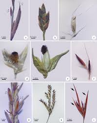 Image result for Pseudechinolaena polystachya