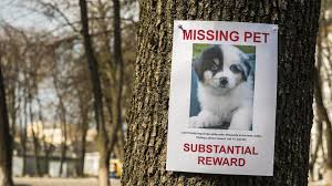 Two days after thieves shot the singer's dogwalker and abducted lady gaga's beloved dogs koji and gustav, the animals were recovered unharmed. Lady Gaga Offers 500 000 For Her Stolen Dogs Hire A Pet Detective For Yours