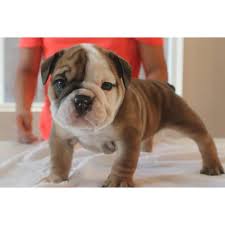 English bulldog breeder with puppies for sale. Akc English Bulldog Puppies In Ca In Temecula California Puppies For Sale Near Me