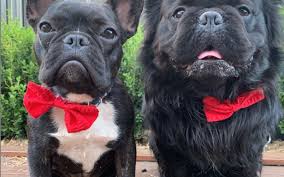 We did not find results for: Buyers Guide French Bulldogs Australia