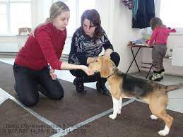 vedetsya nabor na kursy poslushnaya sobaka doma i na progulke vasha sobaka vas ne ponimaet ili ne hochet vypolnyat vashi komandy sobaka u sobaki shenok progulki