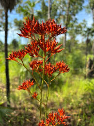 Image result for Cyphostemma obovato-oblongum