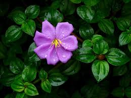 Image result for Heterocentron