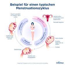 Temporal / lokal (modal ist betont). Ihre Periode Definition Dauer Symptome Und Faqs Clearblue