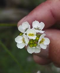 Image result for Crambe hispanica