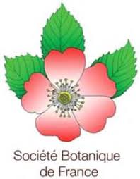 Image result for Stadmannia oppositifolia