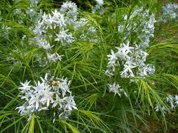 Maybe you would like to learn more about one of these? Amsonia Ciliata Blue Milkweed Bluestar Blue Star Creeping Bluestar Downy Amsonia Downy Blue Star Fringe Blue Star Sandhills Bluestar North Carolina Extension Gardener Plant Toolbox